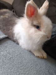 Winnie