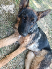 Loki