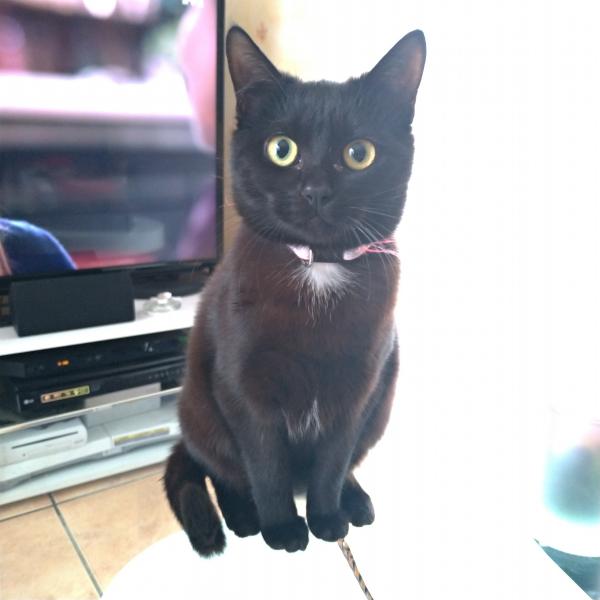 Cachou