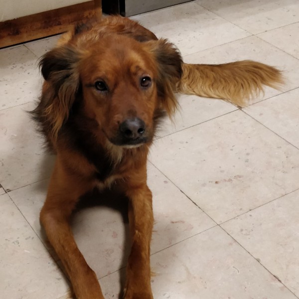 Oscar