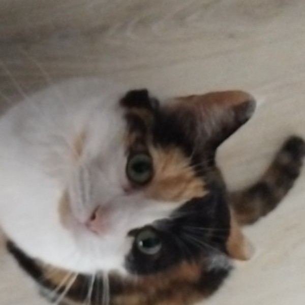 Pepito
