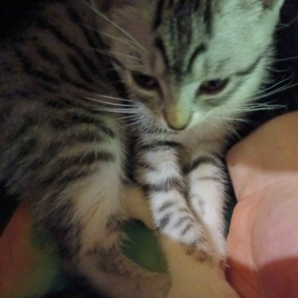 Xyra