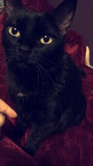 Princesse