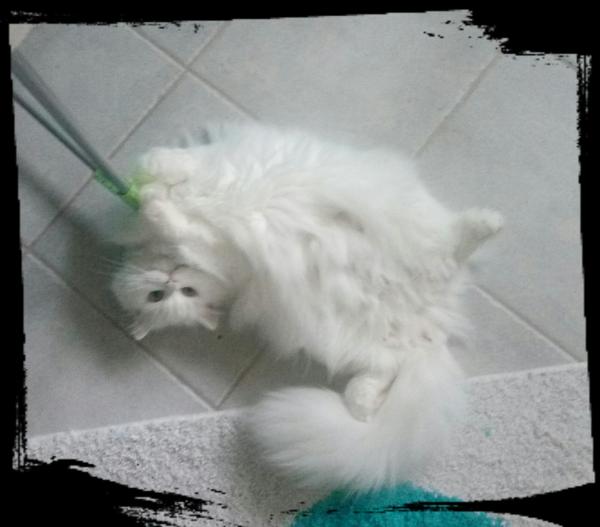 Neige