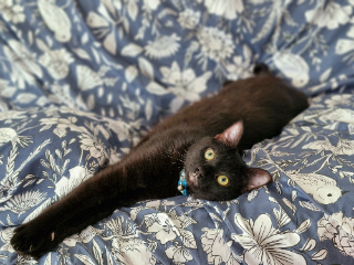 Tigrou