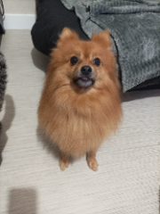 Simba