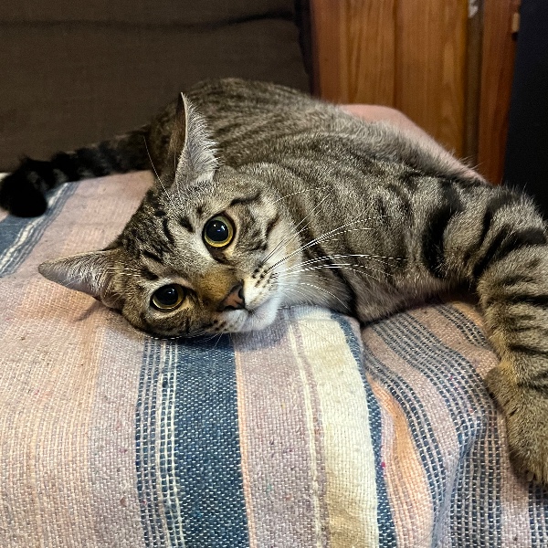 Willow