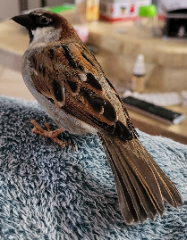 Pioupiou