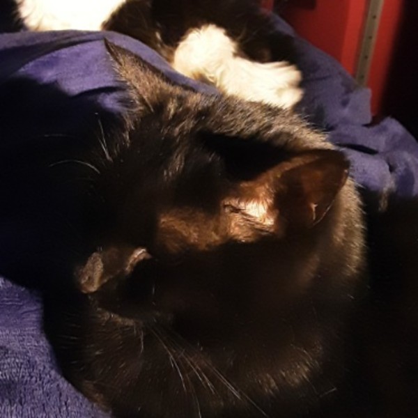 Salem