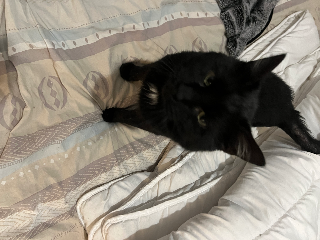 Aro