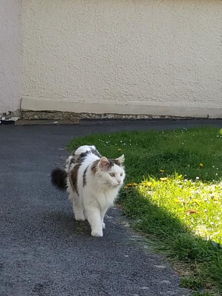 Domino