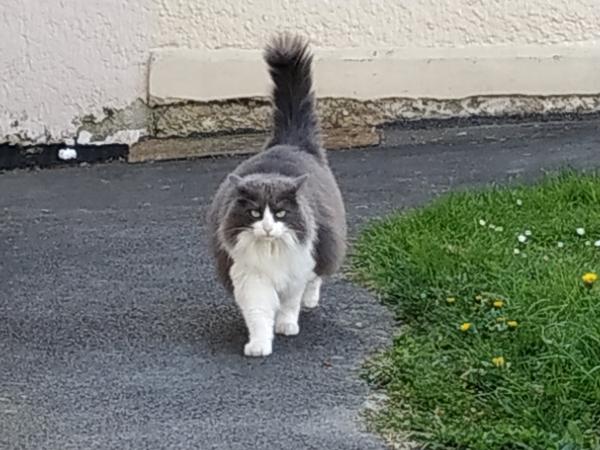 Grumpy