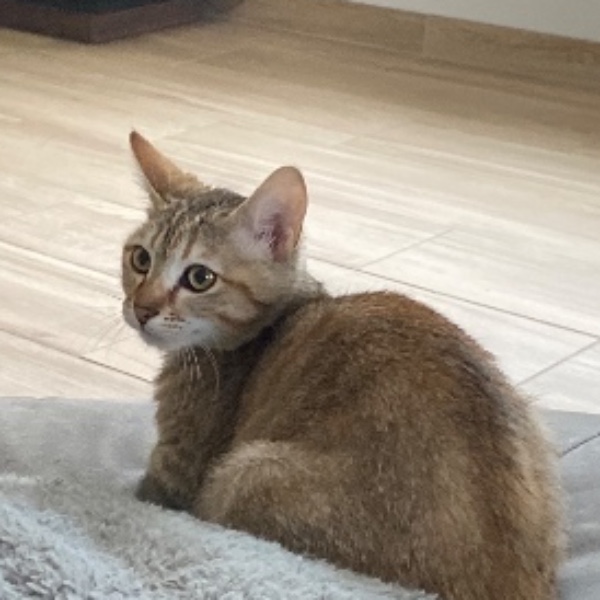 Tigrette