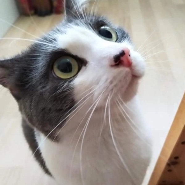 MILO