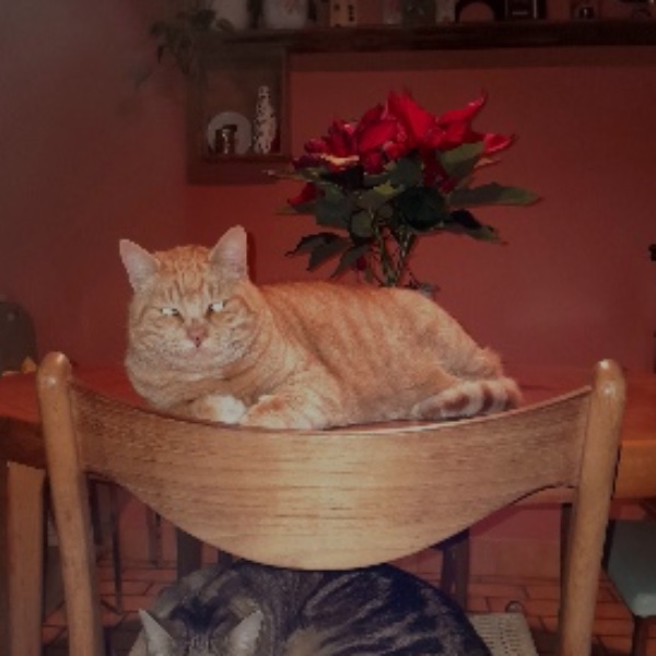 Gus et Miaous
