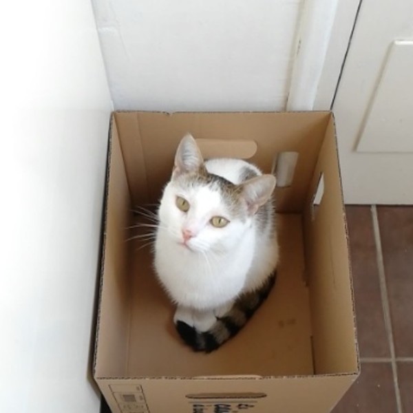 Tino