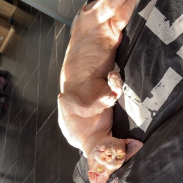 Beerus