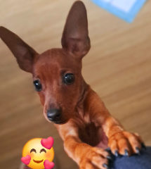 Vanille