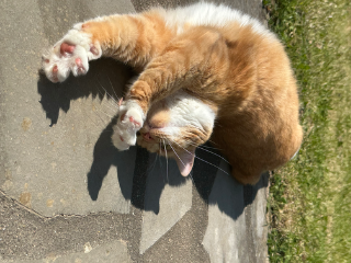 Oli