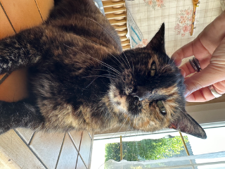 Mimi