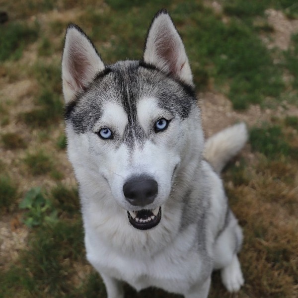Aiko