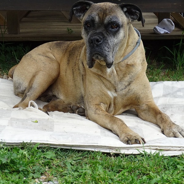 Budy