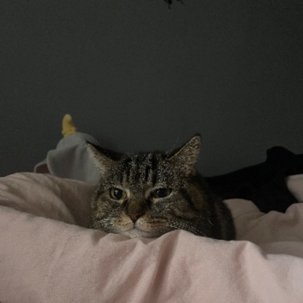 Lily