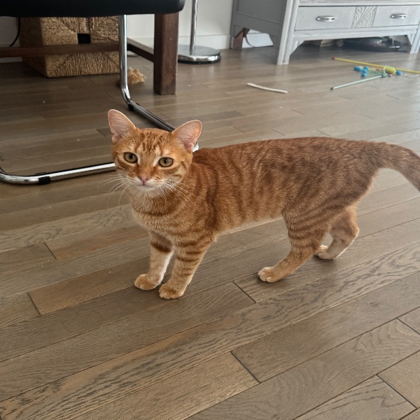Milo