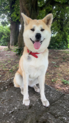 Neila