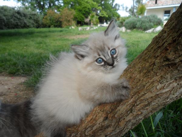 MA BOULE