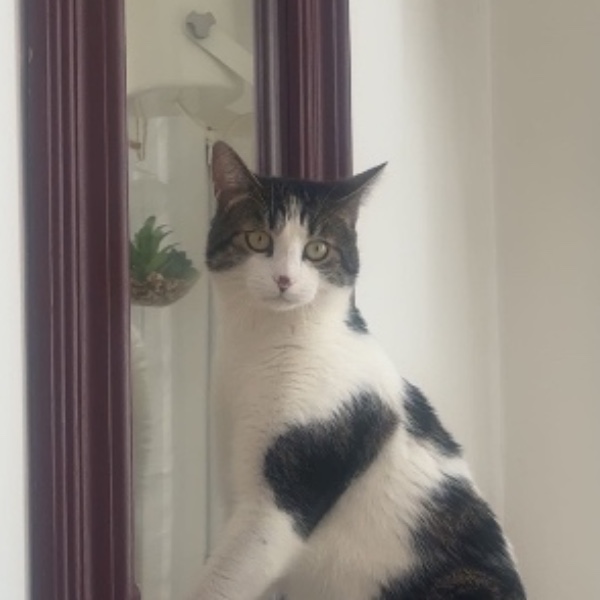 Gus