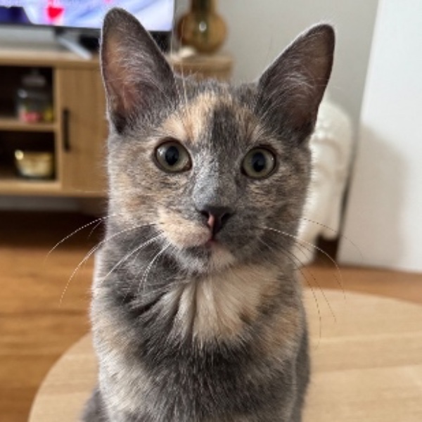 Pixie