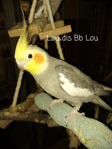 Bb Lou