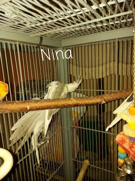 Nina