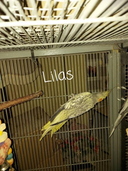 Lilas
