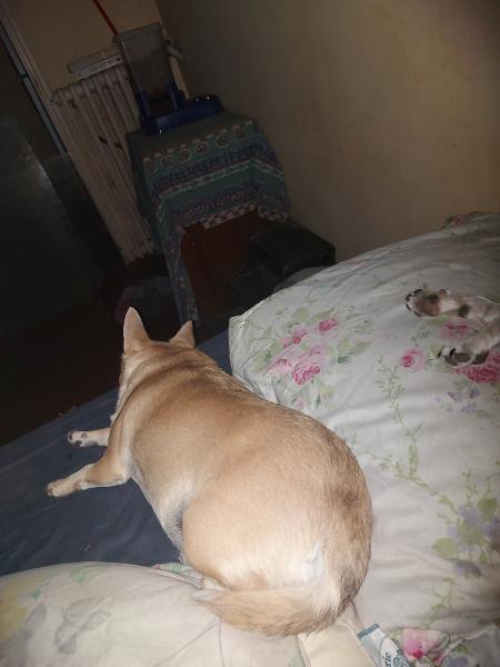 Lili