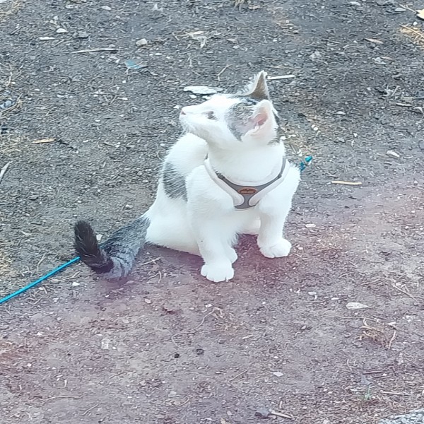 Kovu