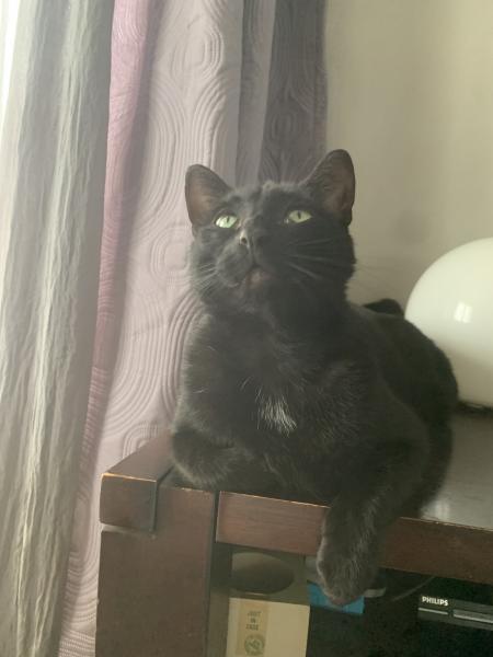Simba