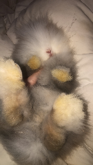 Nini