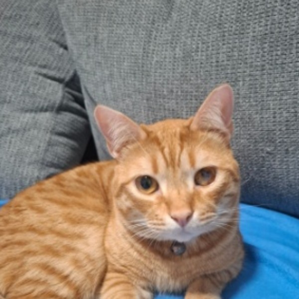 Georgio