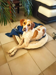 Kora