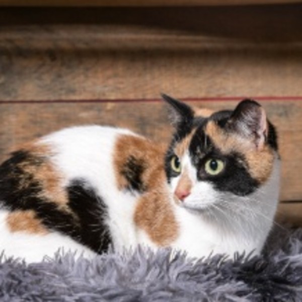 Praline