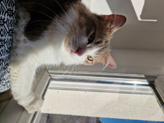 Lulu