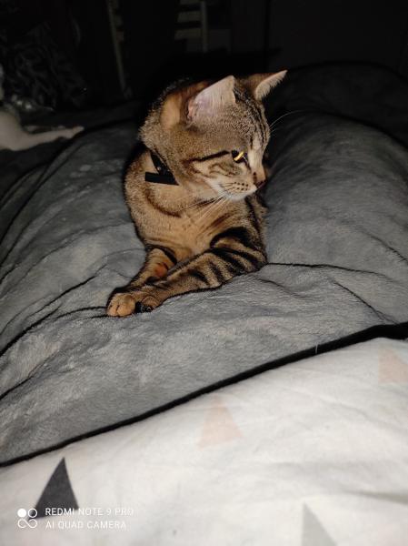 Athena