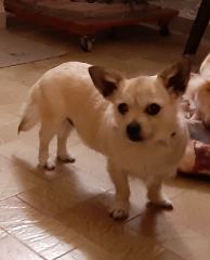 jazzie