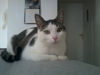 Chouchou