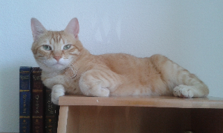 Tigrou