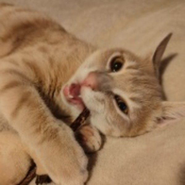 Oliver