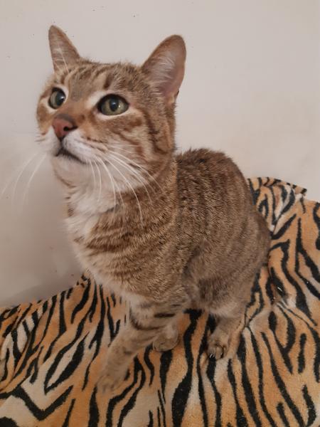 Mitsu
