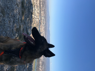 Tyson